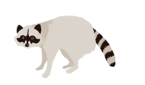 アライグマ イラスト