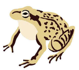 かえる　イラスト
