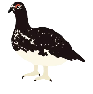 雷鳥　イラスト